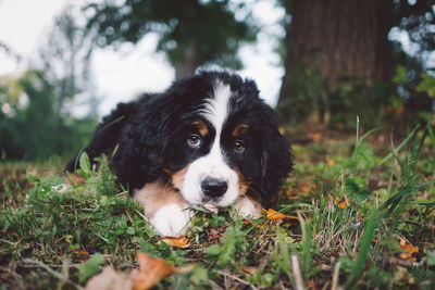 Close-up of dog on field