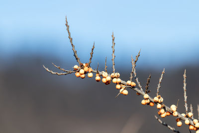 Low angle view of plant against sky