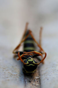 Close-up of insect on table