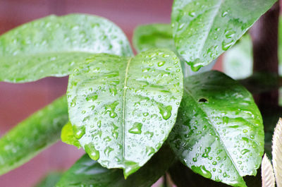 Close-up of wet leaves