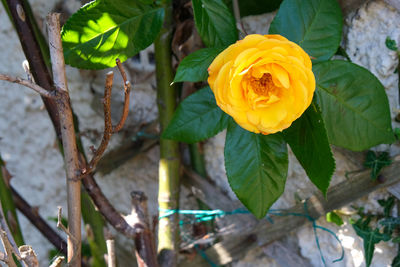 Close-up of yellow flowering plant