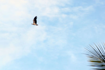 Low angle view of bird flying in sky