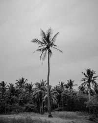 Palm trees on field against sky