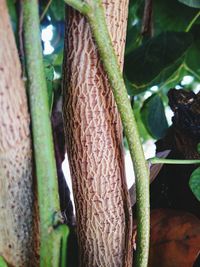 Close-up of tree trunk