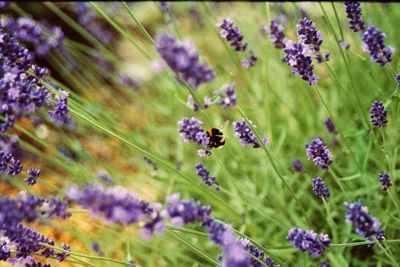 Close-up of purple flowers