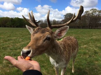 Man offering food to deer at park