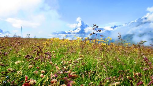 Scenic view of flowering plants on field against sky