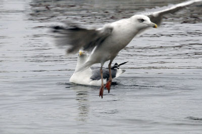 Seagull flying over sea