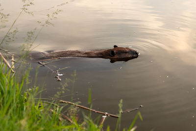 High angle view of ducks swimming on lake