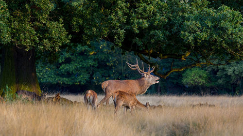 Deer in a forest