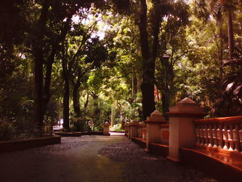 Trees in park