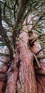 Low angle view of tree in forest