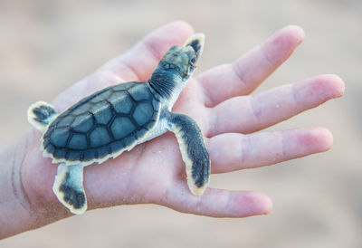 Close-up of human hand holding flatback sea turtle hatchling