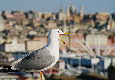 Close-up of seagull perching on wall against buildings in city