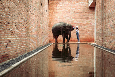 Full length of elephant standing against wall