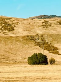 Scenic view of field against clear sky