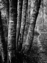 Close-up of tree trunk in forest