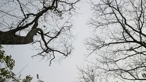 Low angle view of bare tree against clear sky