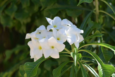 Close-up of white flowering plant