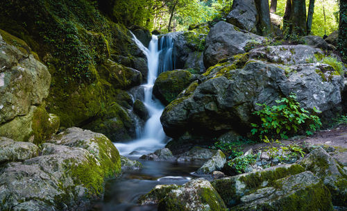 Scenic view of waterfall in forest