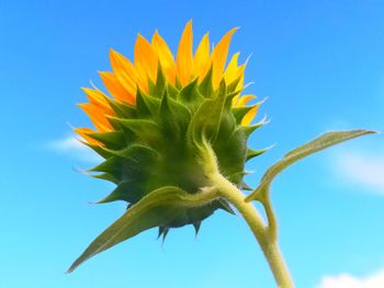 Close-up of sunflower against blue sky