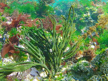 High angle view of plants growing on field