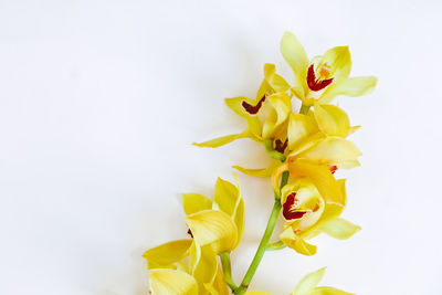 Close-up of yellow flowering plant against white background