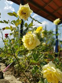 Close-up of yellow rose blooming outdoors