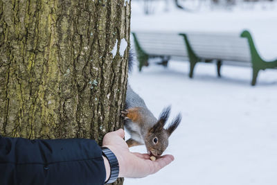 Curious squirrel sits on tree and eats nuts from hand in winter snowy park. winter color of animal.