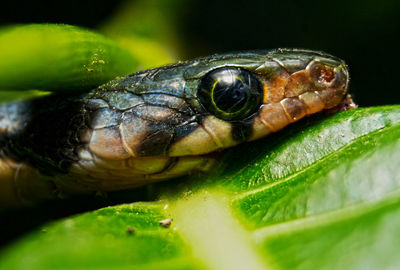 Close-up of turtle