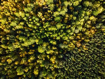 Full frame shot of fresh green plants