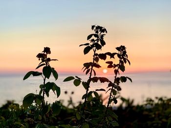 Close-up of flowering plant against sky during sunset