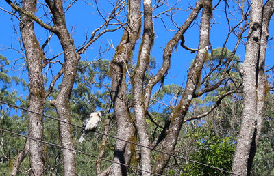 Low angle view of trees