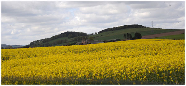 Scenic view of oilseed rape field against cloudy sky