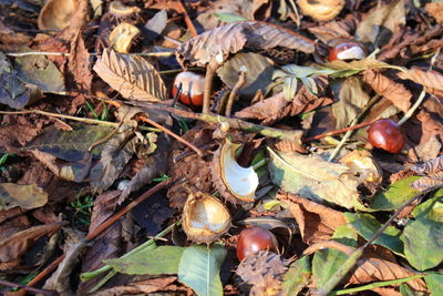 Full frame shot of leaves on field