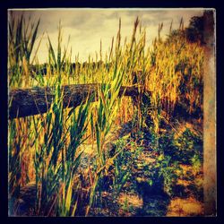 Plants growing on field