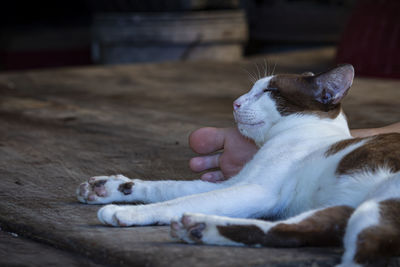 Close-up of cat sleeping