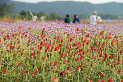 Close-up of poppy flowers growing in field