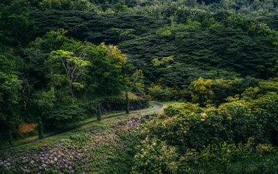 High angle view of trees in forest