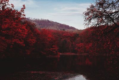 Scenic view of lake in forest against sky during autumn