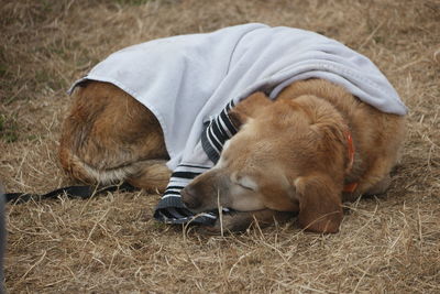 Dog sleeping on grassy land