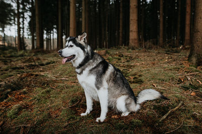 View of a dog in the forest