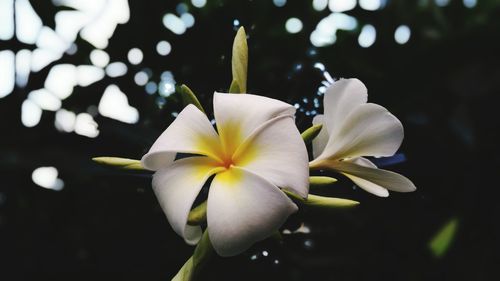 Close-up of white orchid blooming outdoors