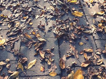 Close-up of fallen maple leaves