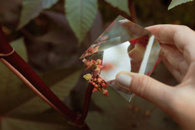 Cropped hands of woman holding prism against flowering plant