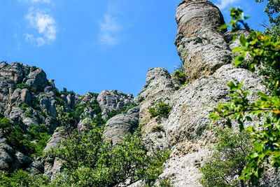 Low angle view of plants growing on rock against sky