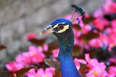 Close-up of a peacock