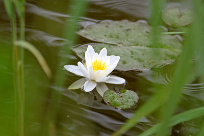 Close-up of white water lily in lake