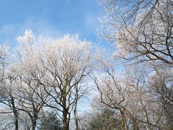 Low angle view of bare trees against sky