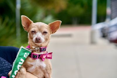 Portrait of dog with baby outdoors